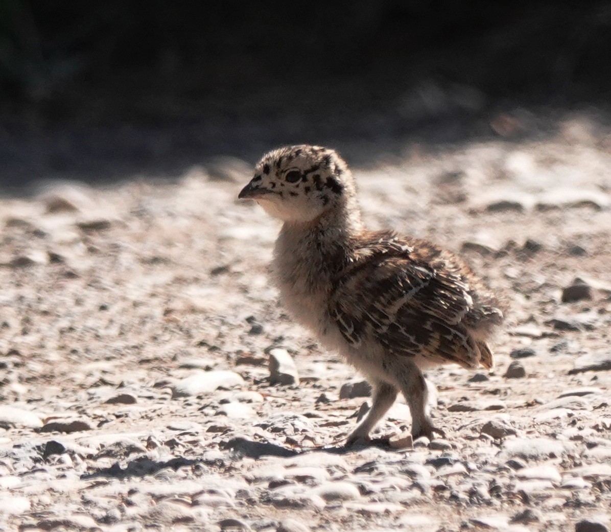 Dusky Grouse - ML638273752