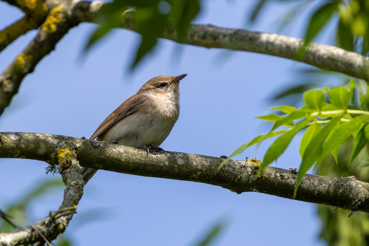 Garden Warbler - ML638273754