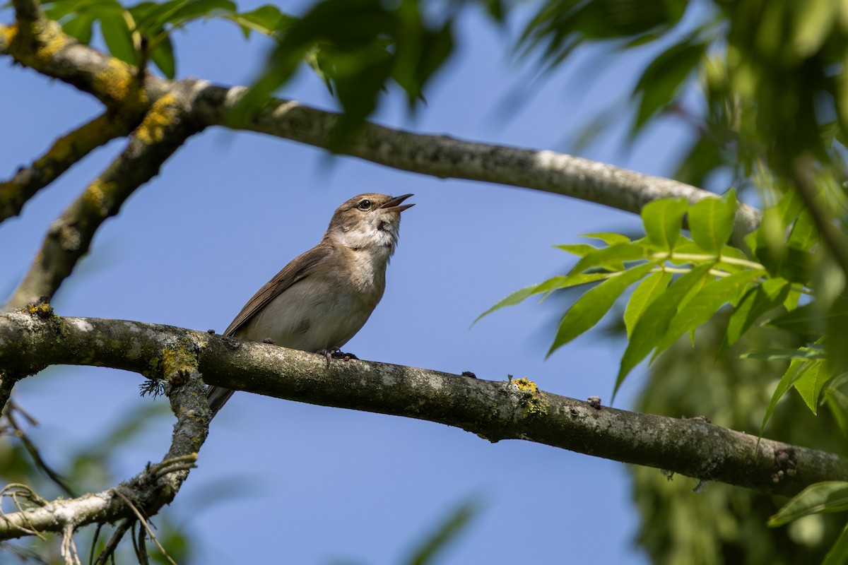 Garden Warbler - ML638273755