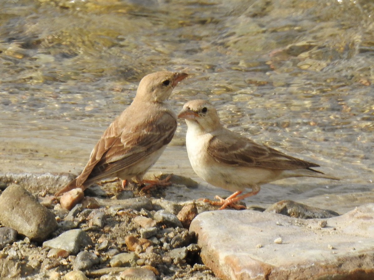 Pale Rockfinch - ML638273759