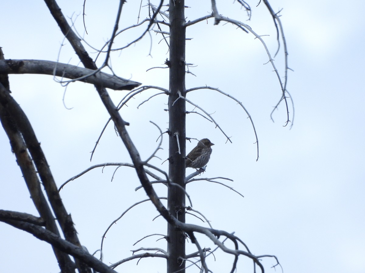Cassin's Finch - ML638273760