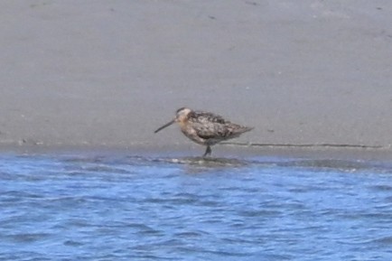 Short-billed Dowitcher - ML638273762