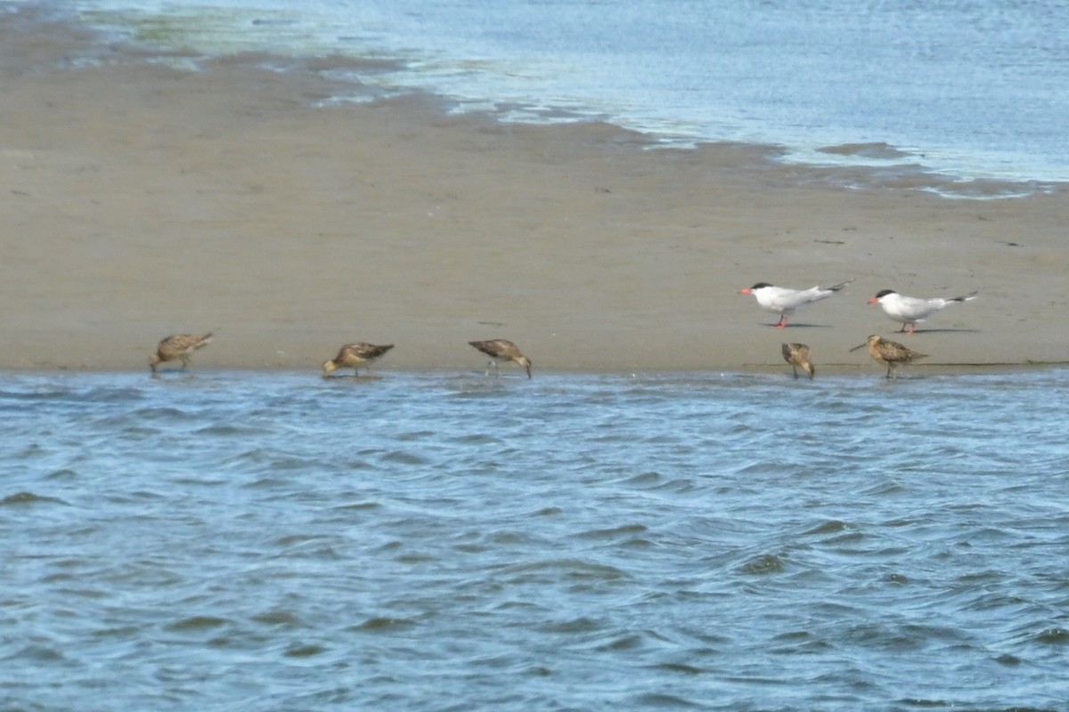 Short-billed Dowitcher - ML638273763