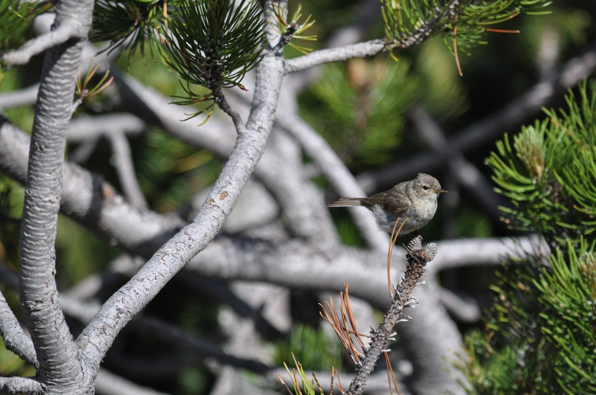 Common Chiffchaff - ML638273773