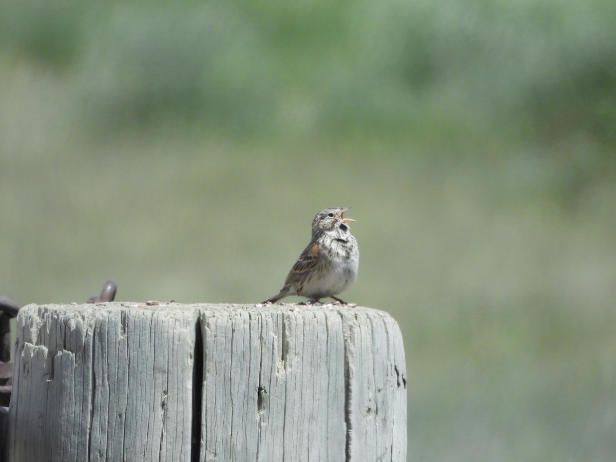 Vesper Sparrow - ML638273784