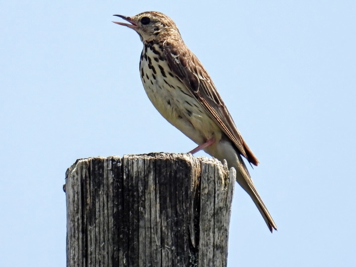 Tree Pipit - ML638273802
