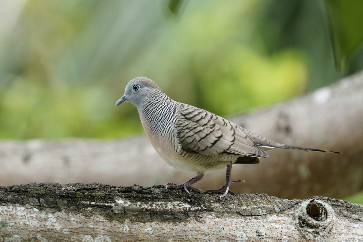 Zebra Dove - ML638273837