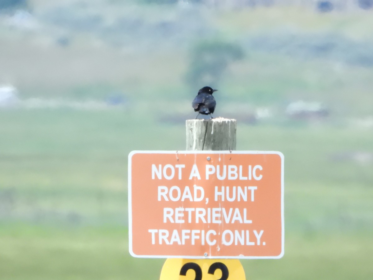 Brewer's Blackbird - ML638273838