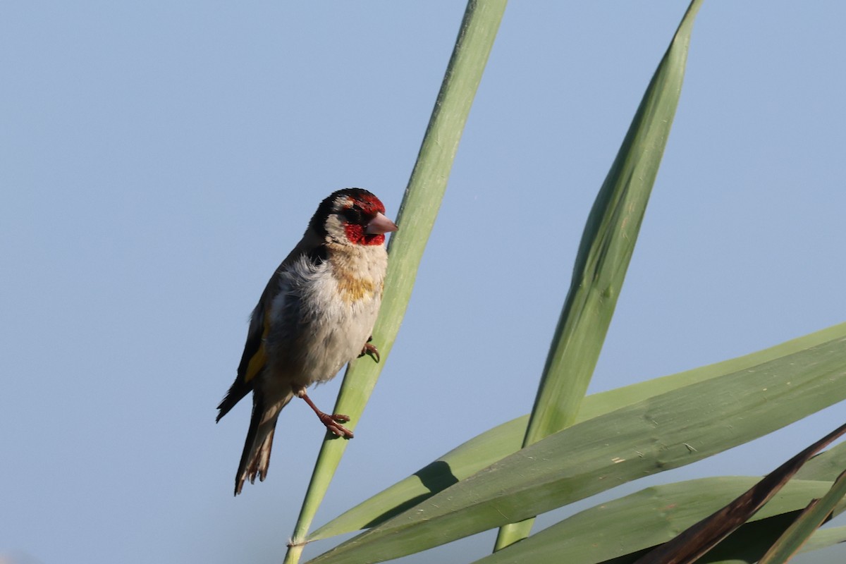 European Goldfinch - ML638273845