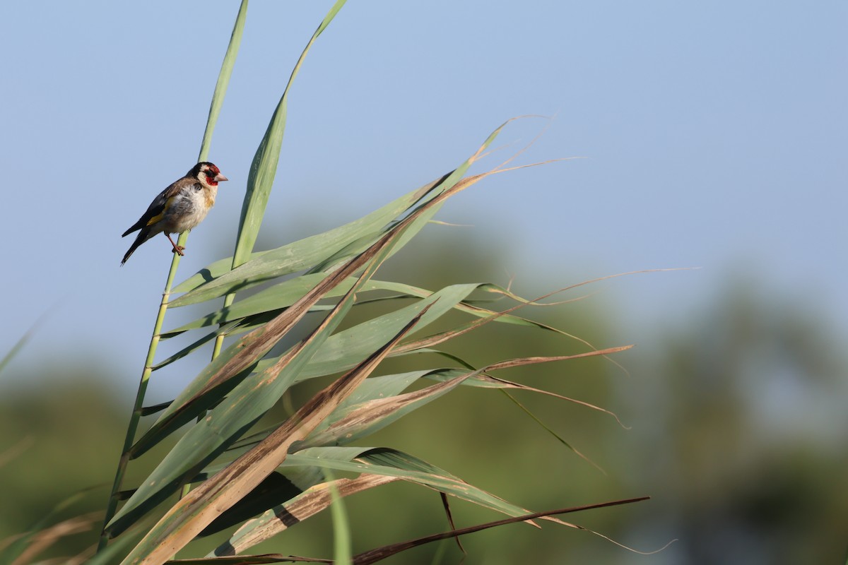 European Goldfinch - ML638273846