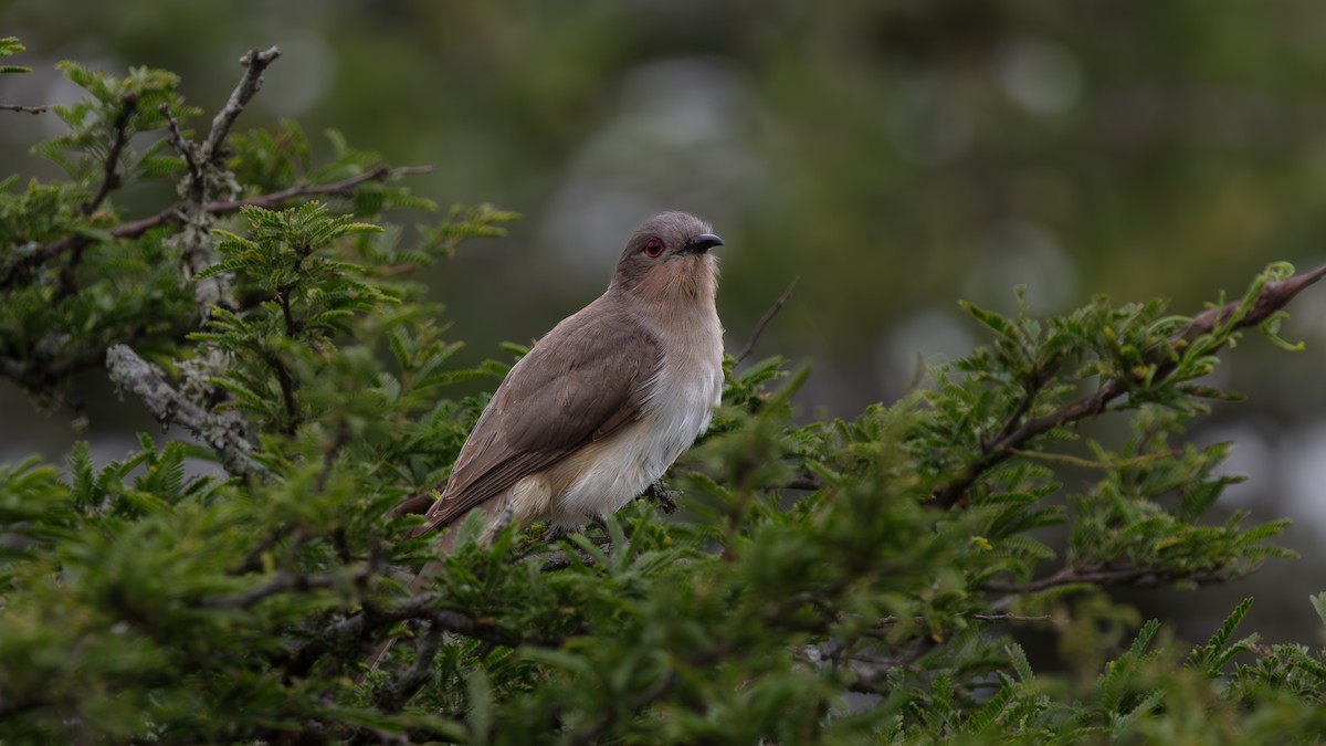 Ash-colored Cuckoo - ML638273863