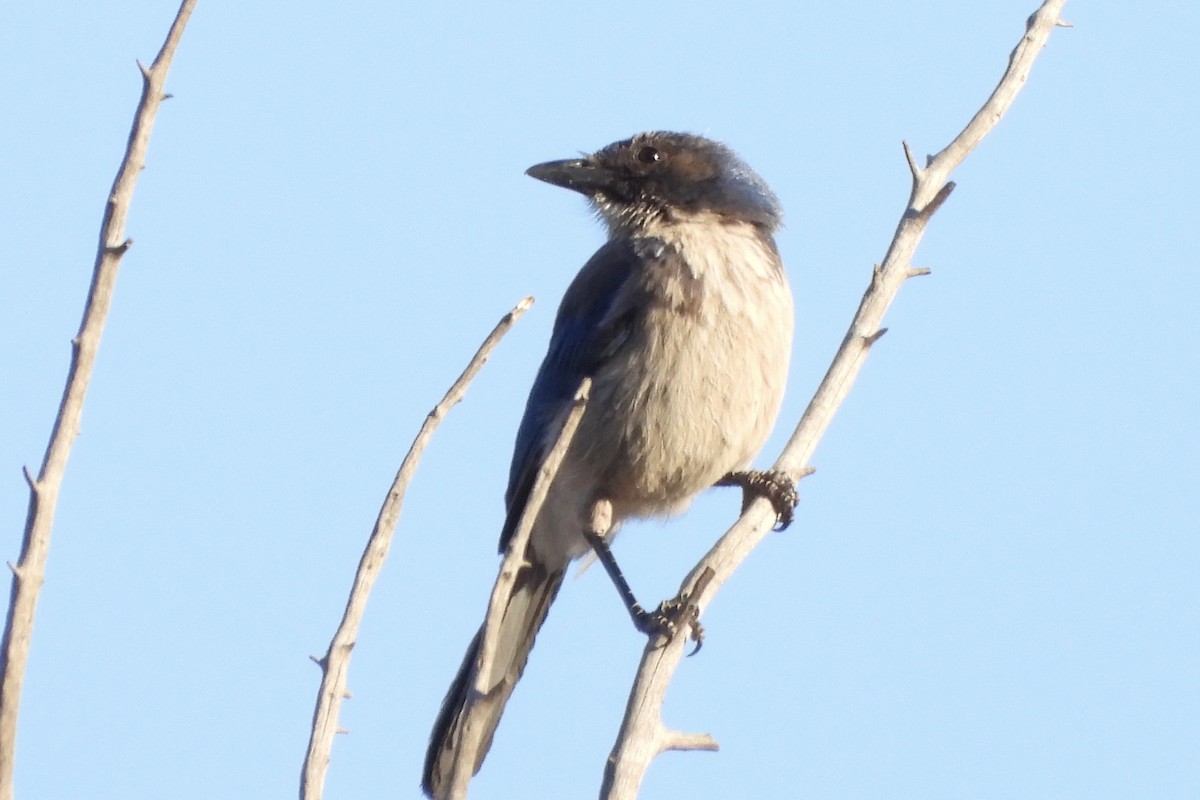 California Scrub-Jay - ML638273871