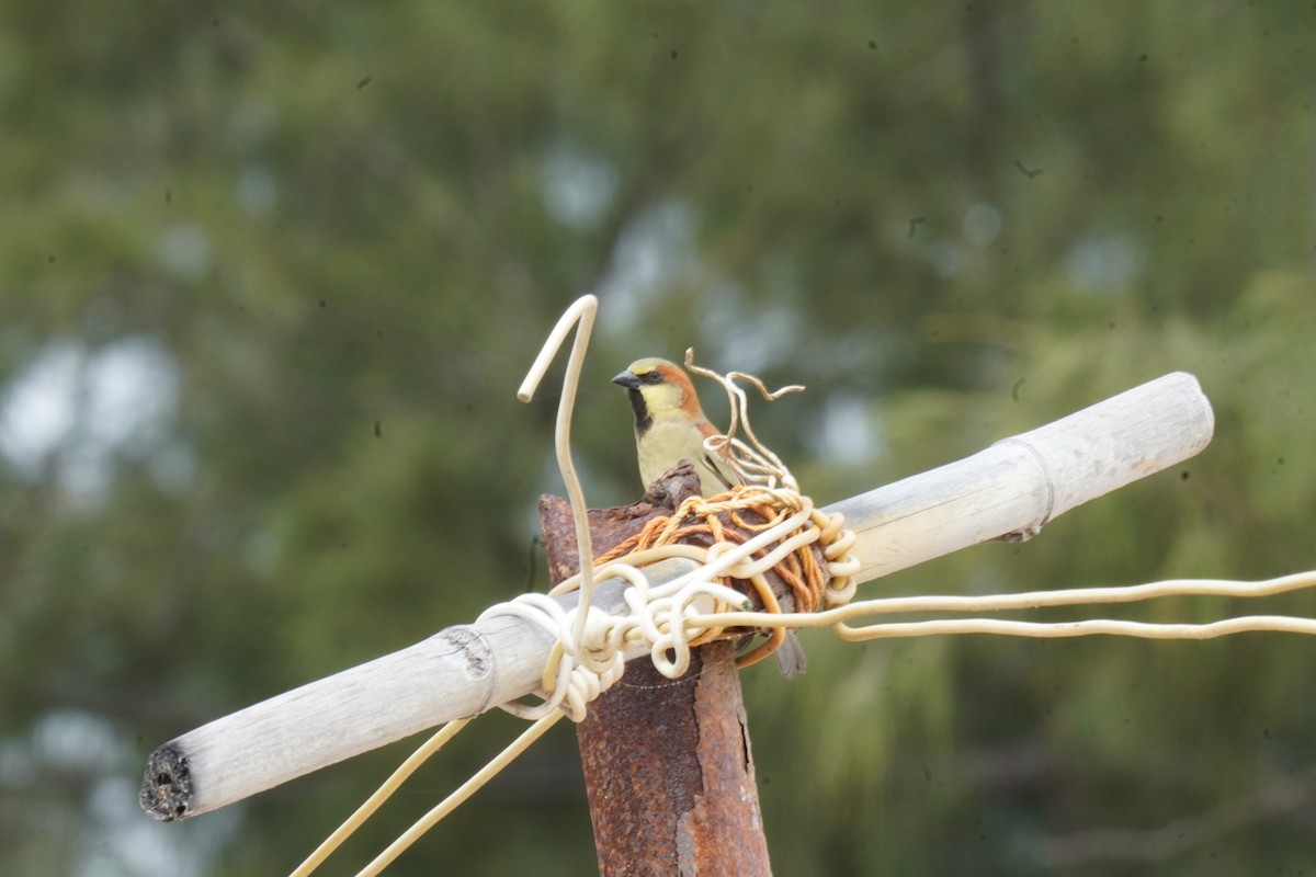 Plain-backed Sparrow - ML638273874