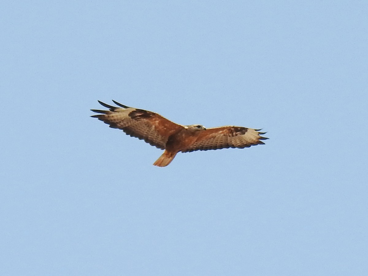 Long-legged Buzzard - ML638273881