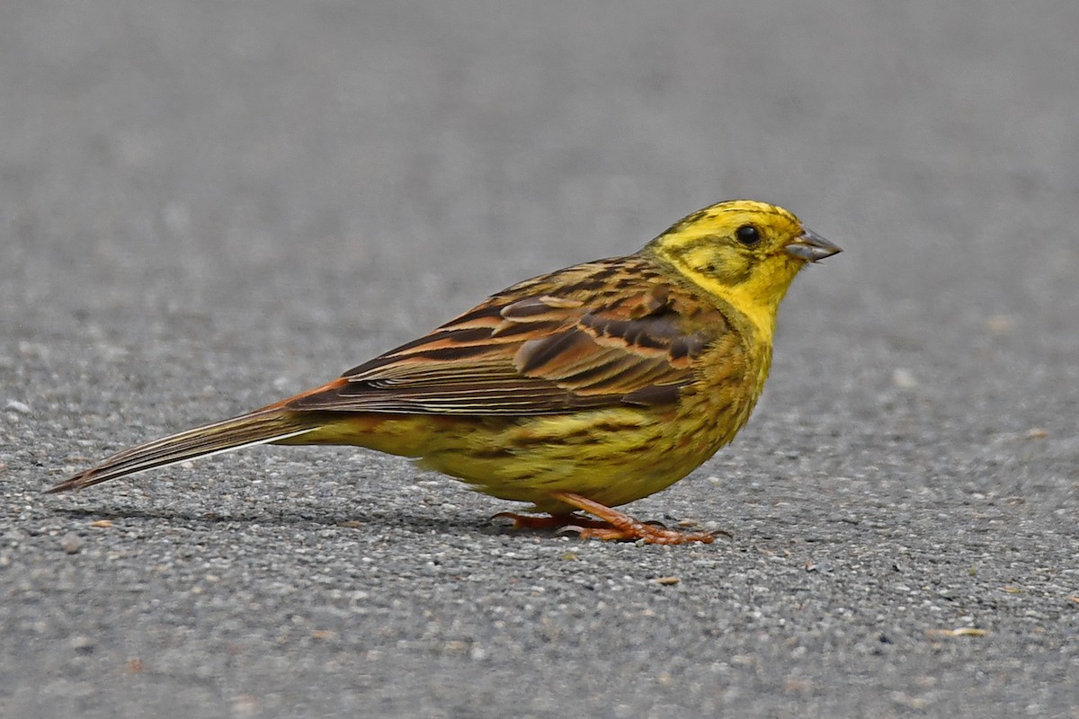 Bruant jaune - ML638273884