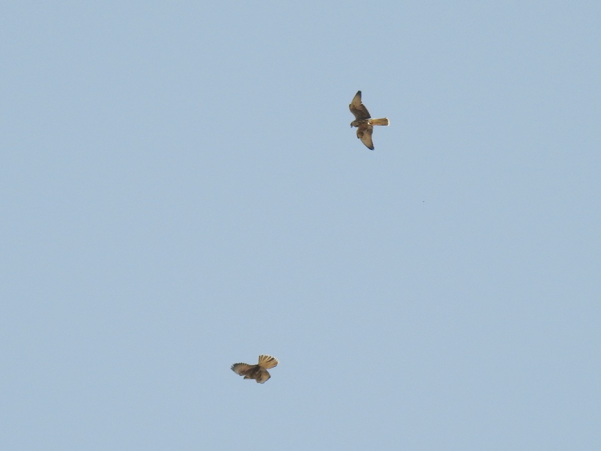 Saker Falcon - ML638273898