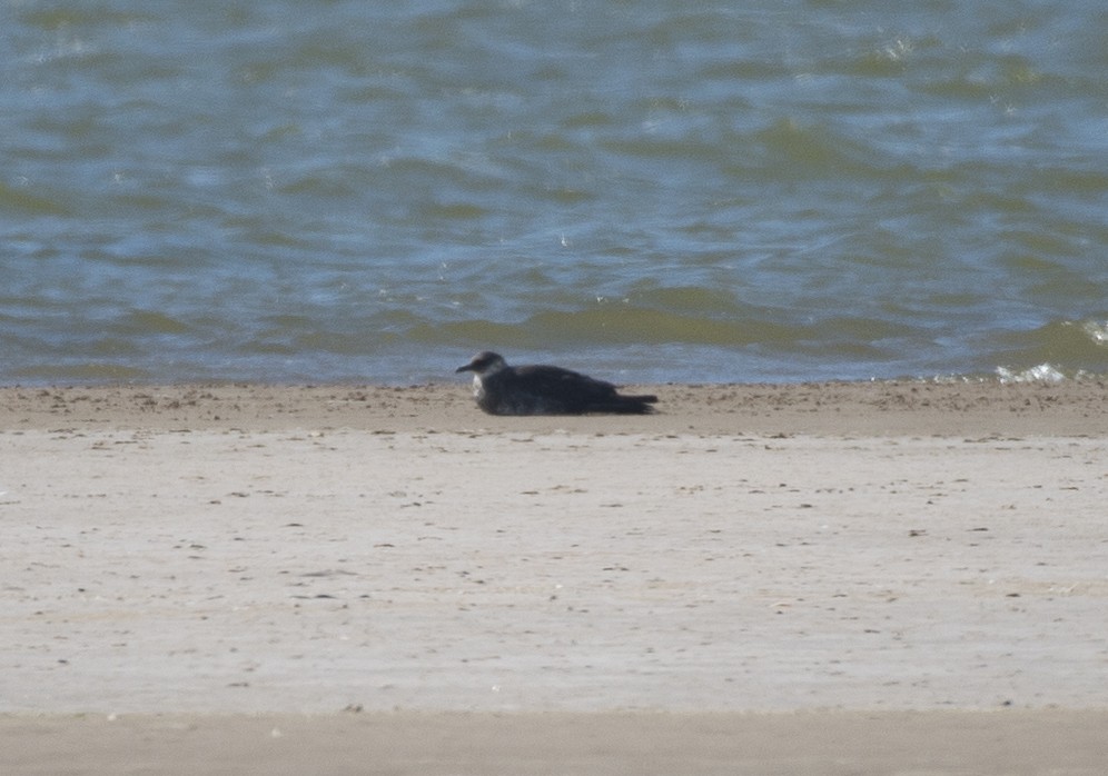 Pomarine Jaeger - ML638273902