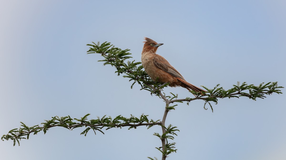 Brown Cacholote - ML638273903
