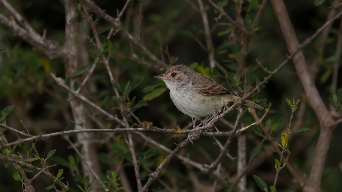 Fulvous-crowned Scrub-Tyrant - ML638273910
