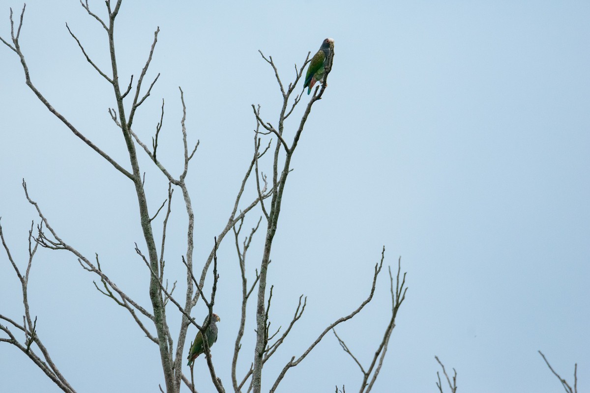 White-crowned Parrot - ML638273914