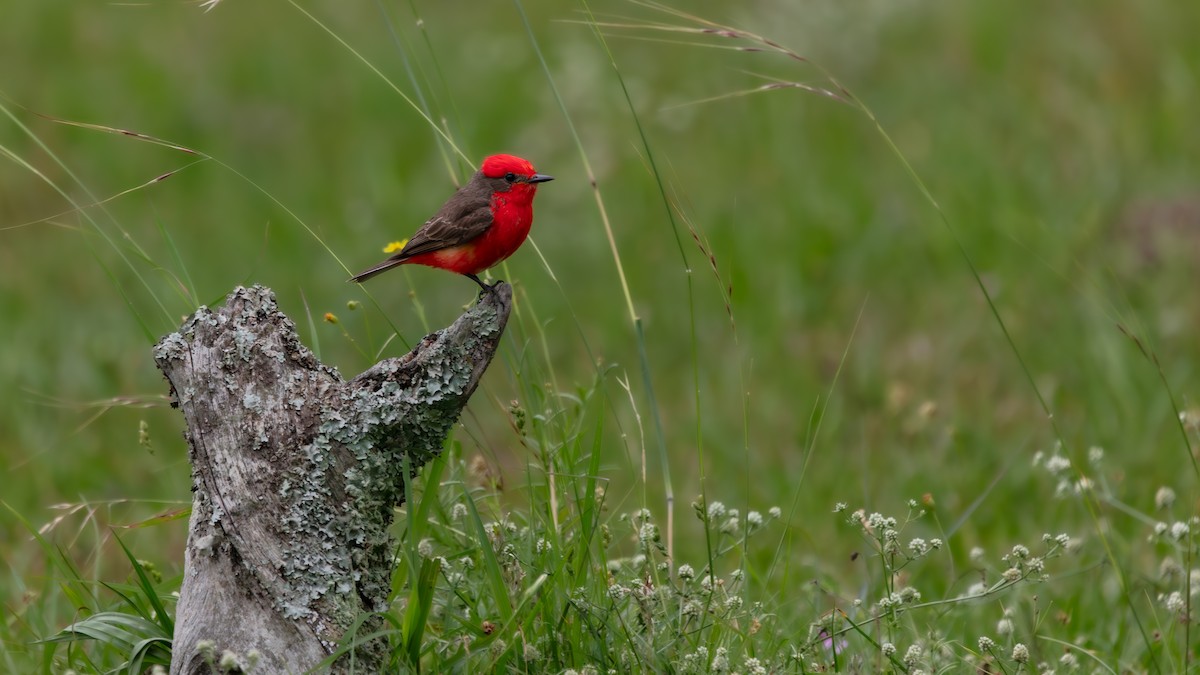 Vermilion Flycatcher - ML638273915