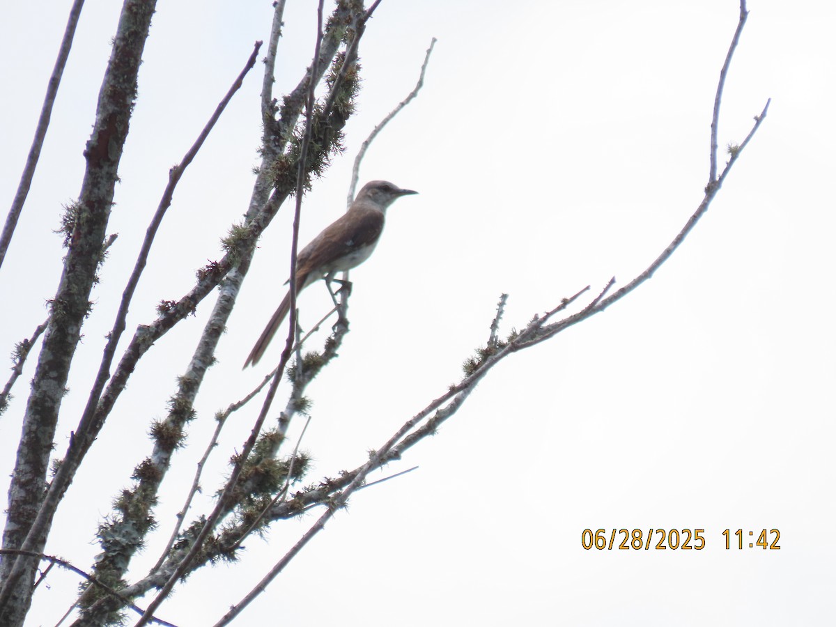 Northern Mockingbird - ML638273917