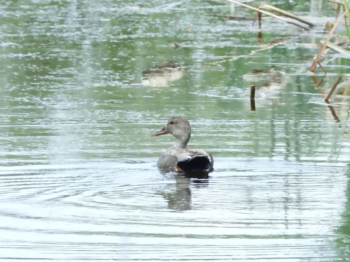 Gadwall - ML638273918