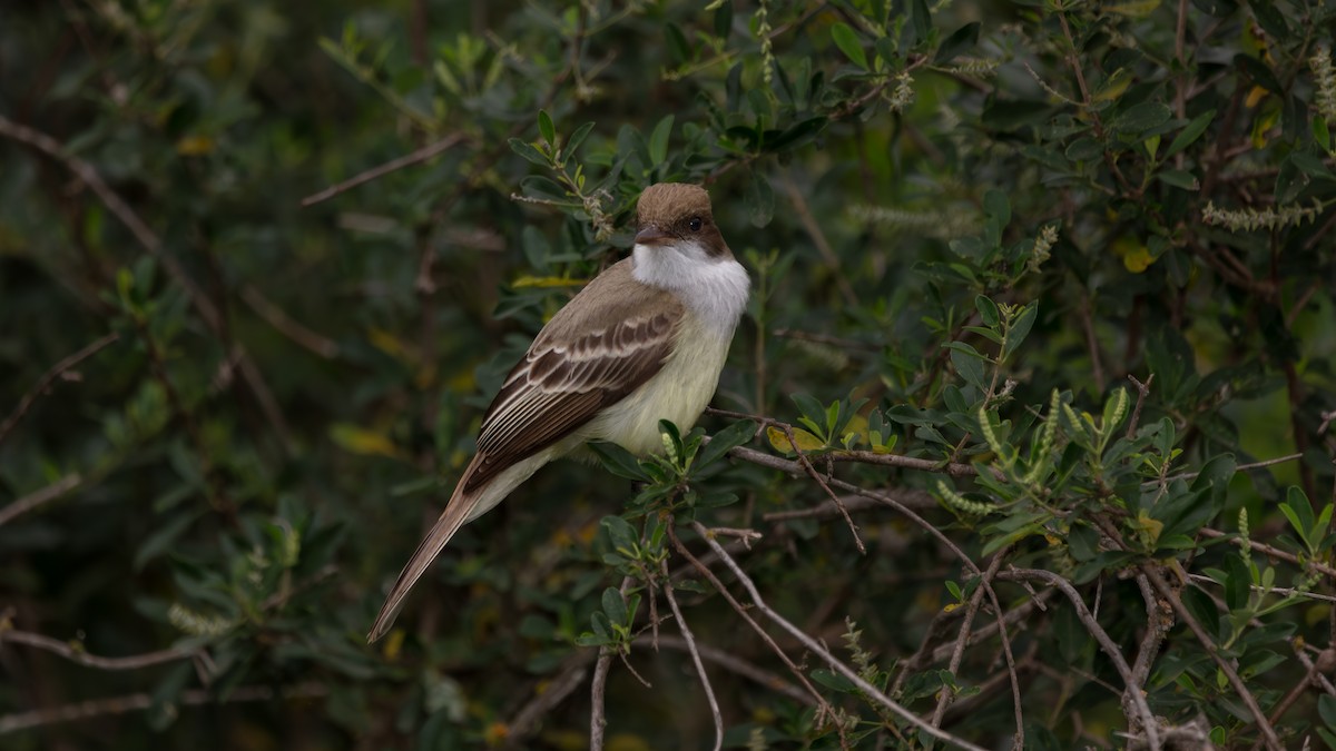 Swainson's Flycatcher - ML638273919