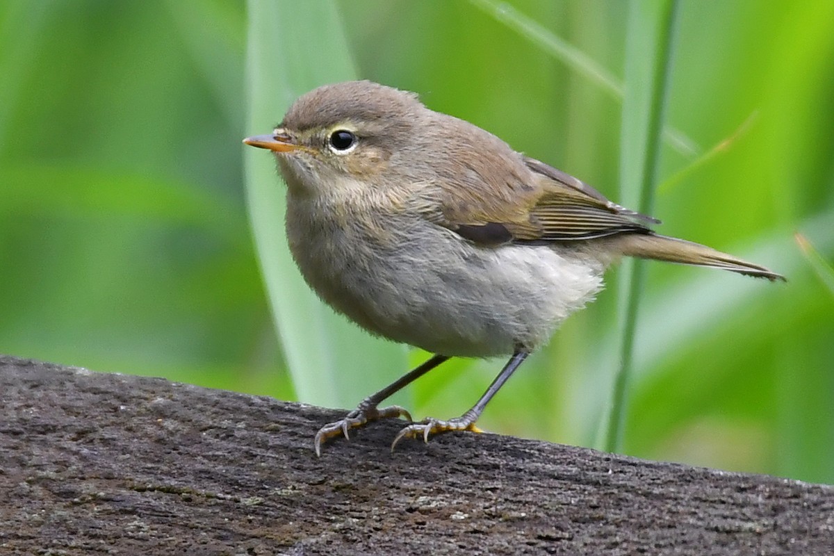 Common Chiffchaff - ML638273928
