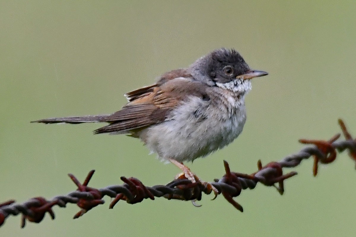 Greater Whitethroat - ML638273939