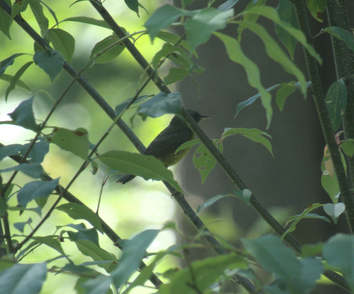 Mourning Warbler - ML638273974