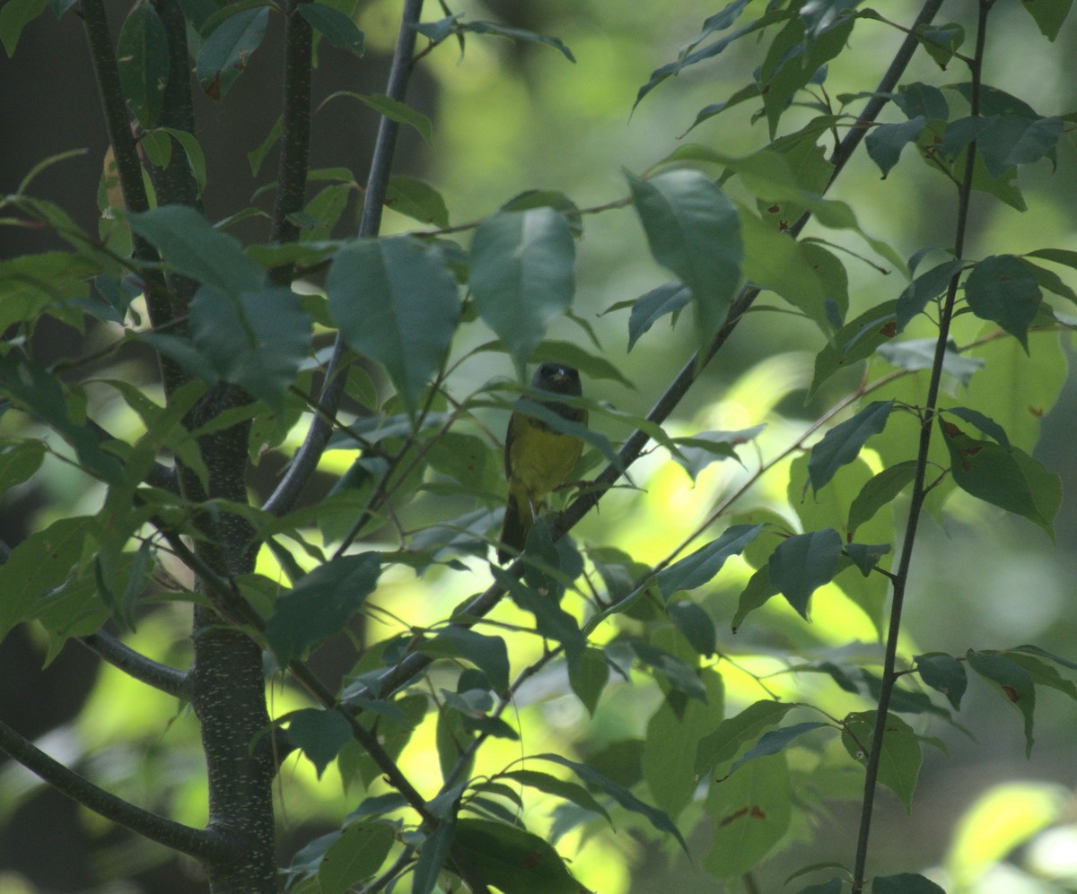 Mourning Warbler - ML638273976