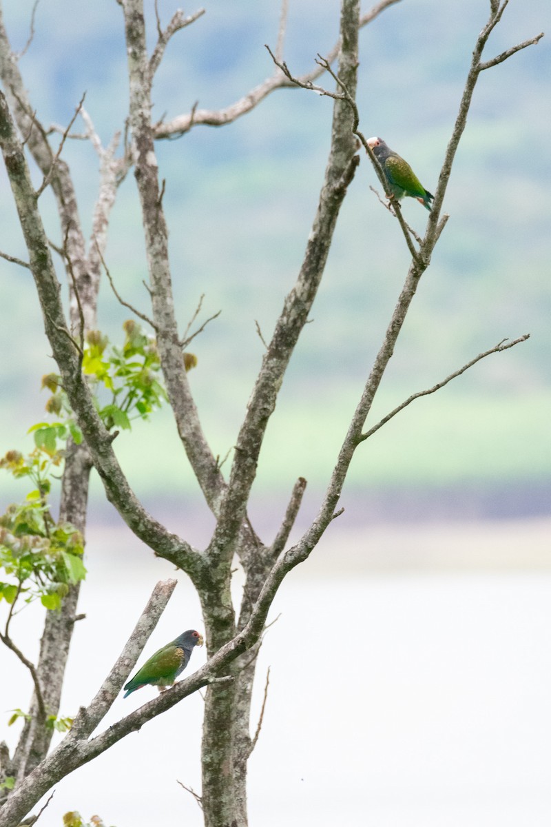 White-crowned Parrot - ML638273977
