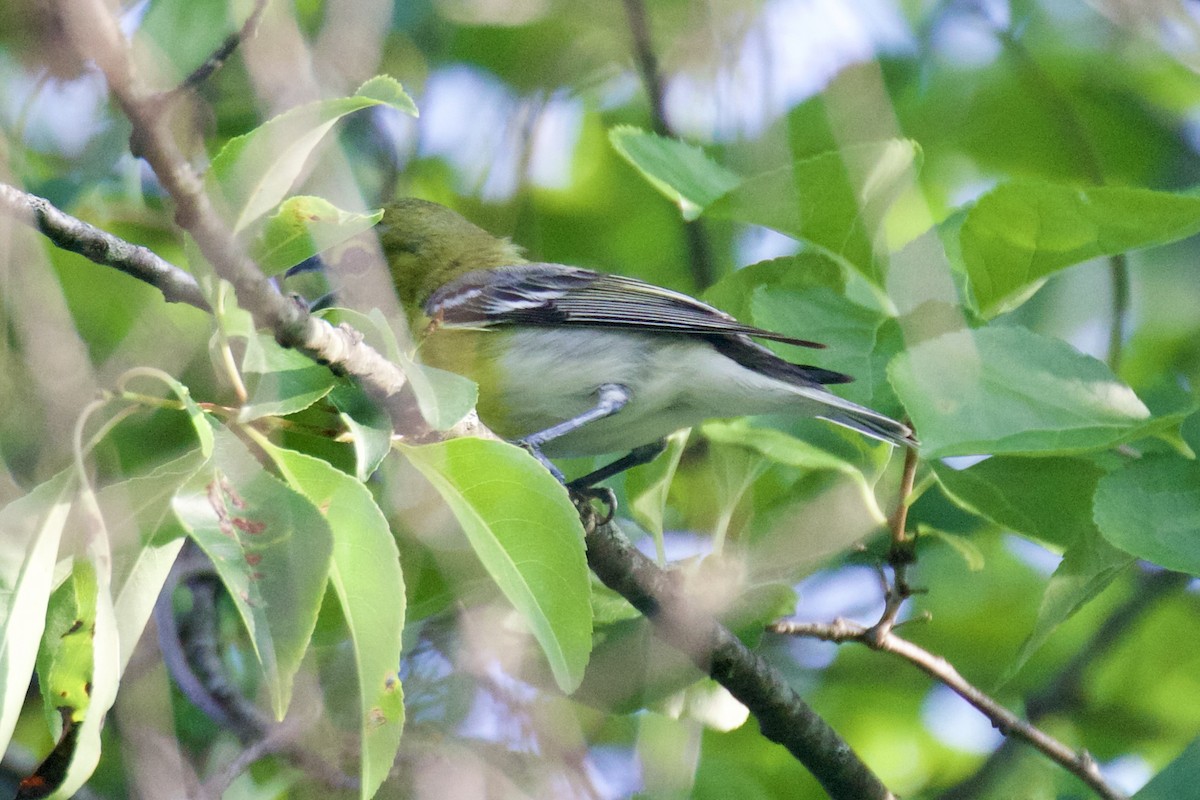 Sarı Gerdanlı Vireo - ML638273999