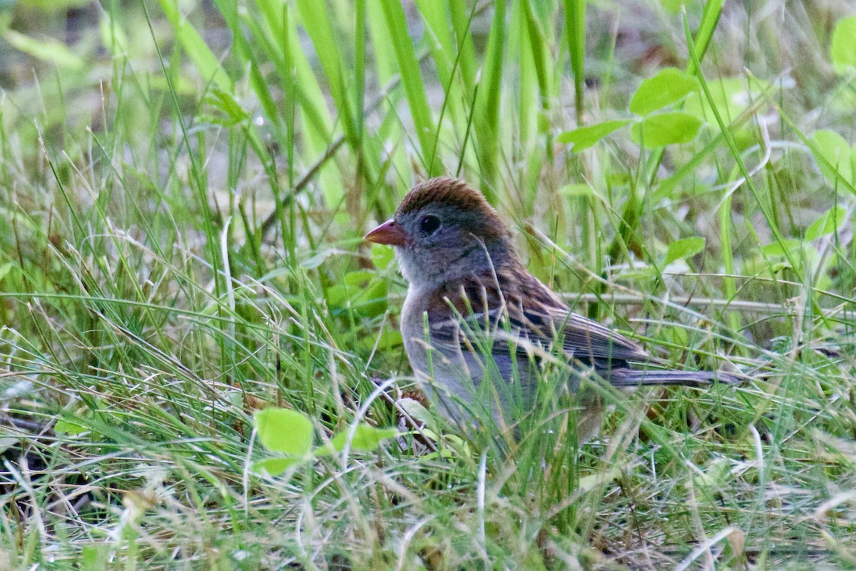Field Sparrow - ML638274005