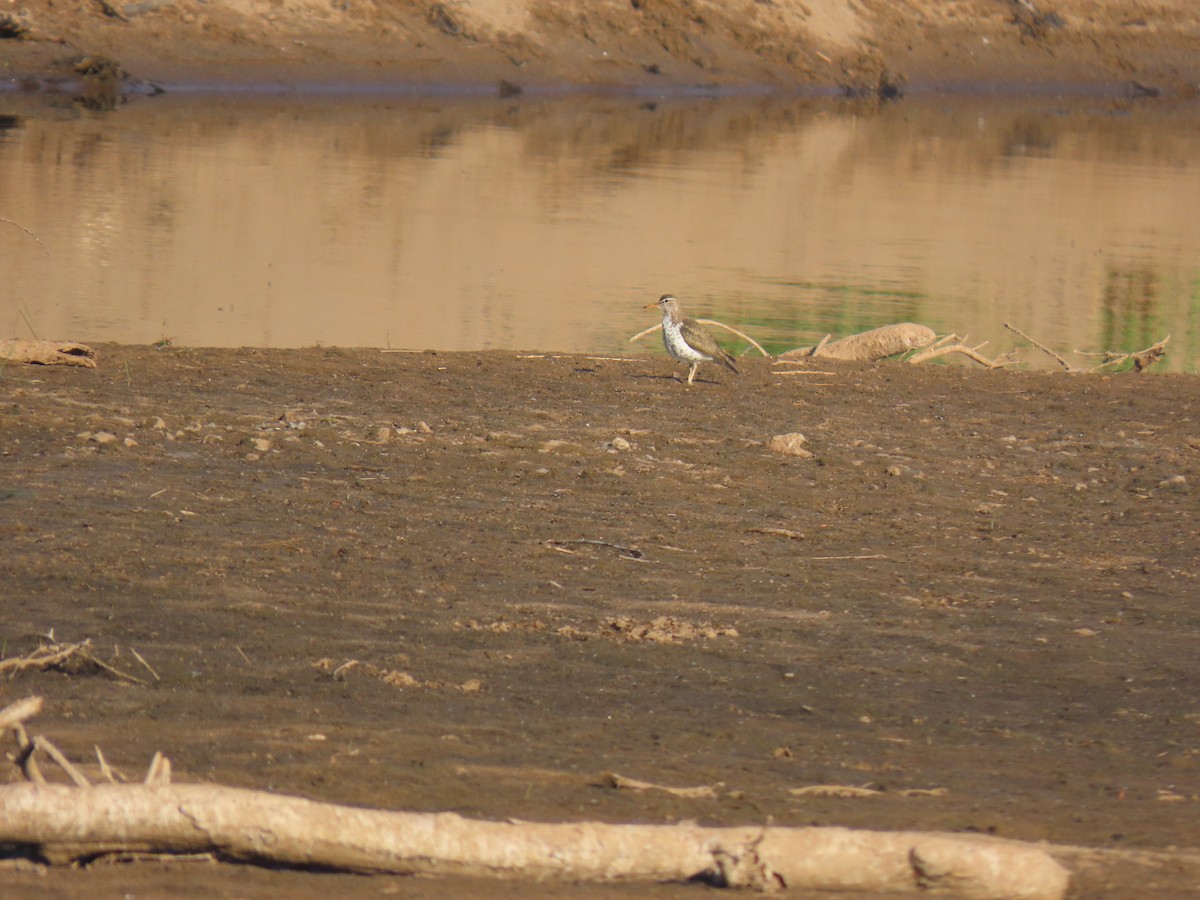 Spotted Sandpiper - ML638274020