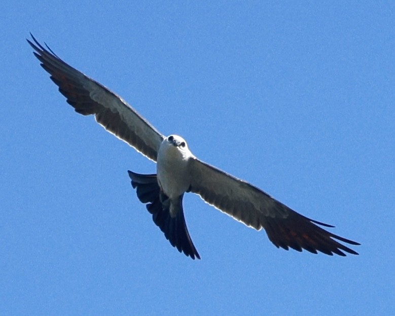 Mississippi Kite - ML638274021
