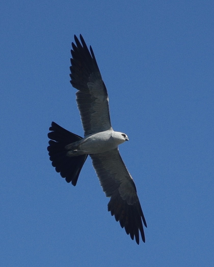 Mississippi Kite - ML638274022