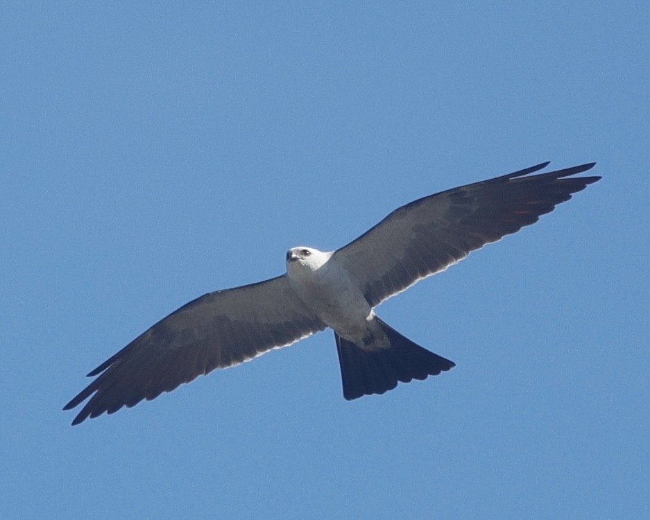 Mississippi Kite - ML638274023