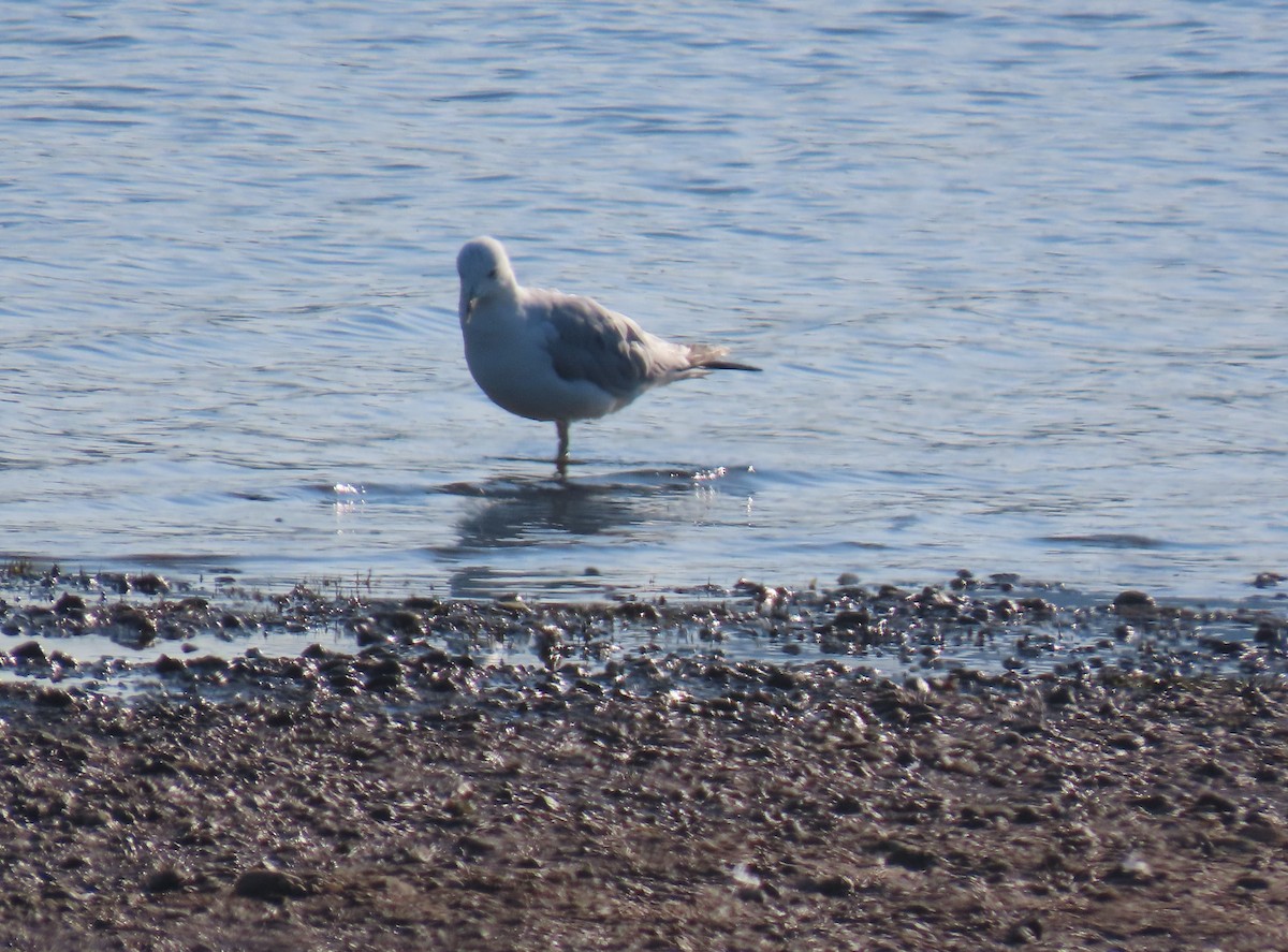 Ring-billed Gull - ML638274028