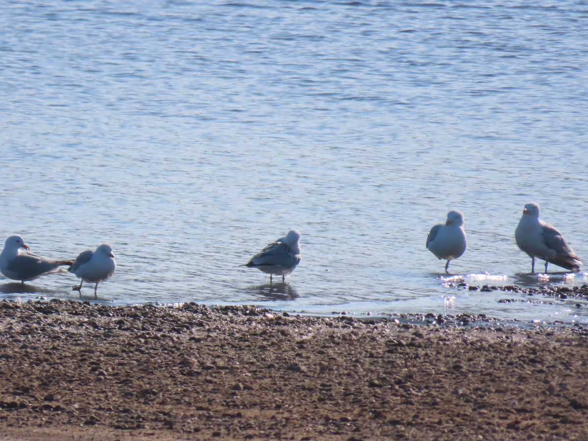 American Herring Gull - ML638274043