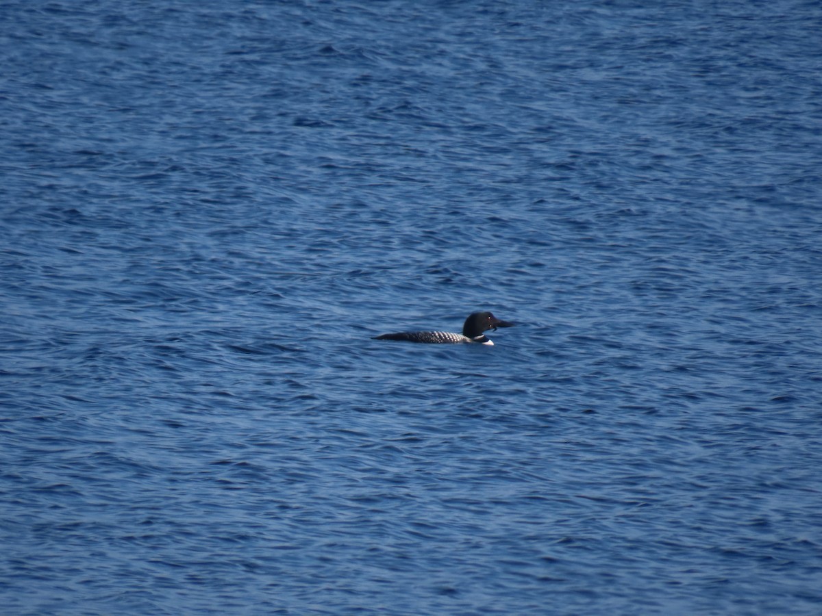 Common Loon - ML638274052