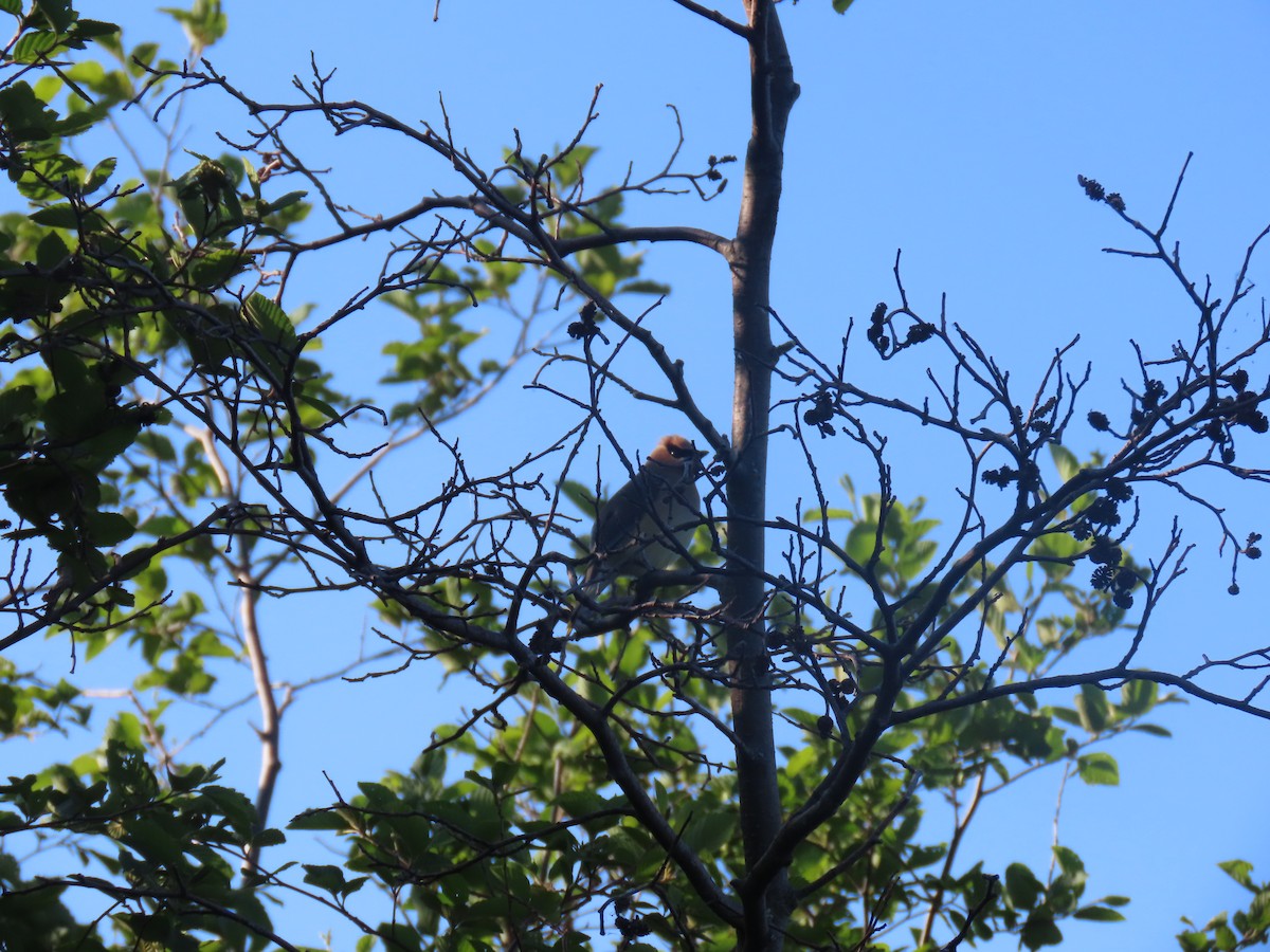 Cedar Waxwing - ML638274057