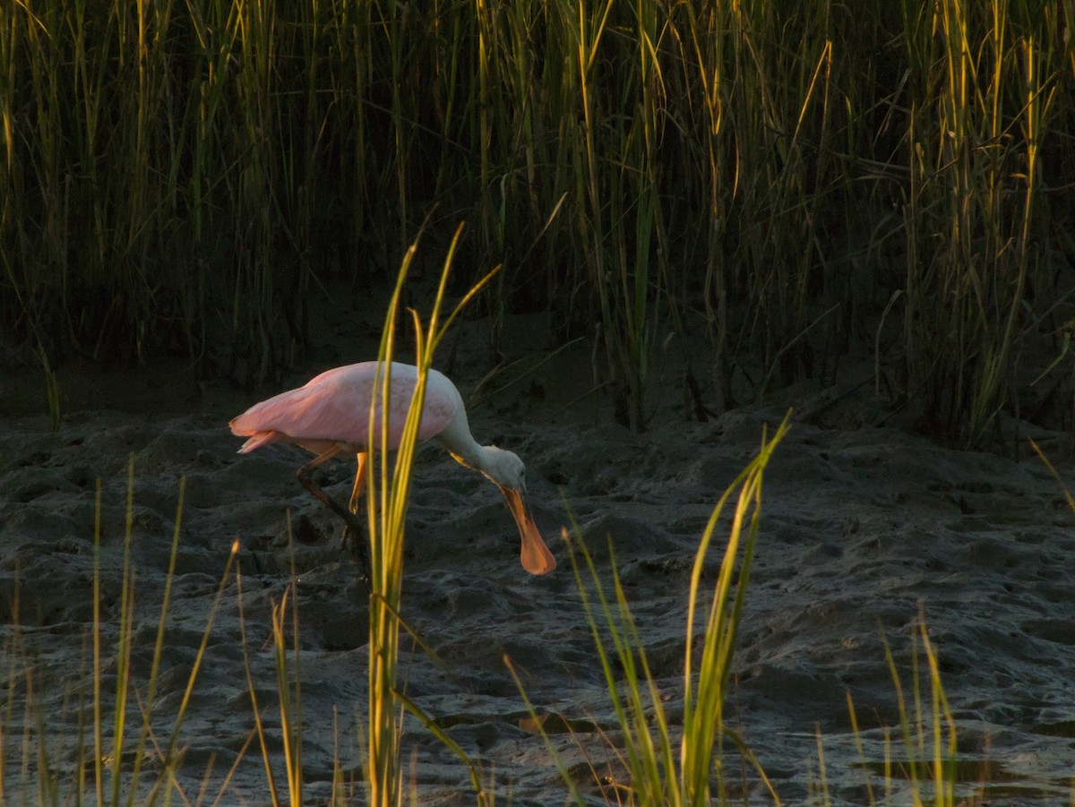 Roseate Spoonbill - ML638274061