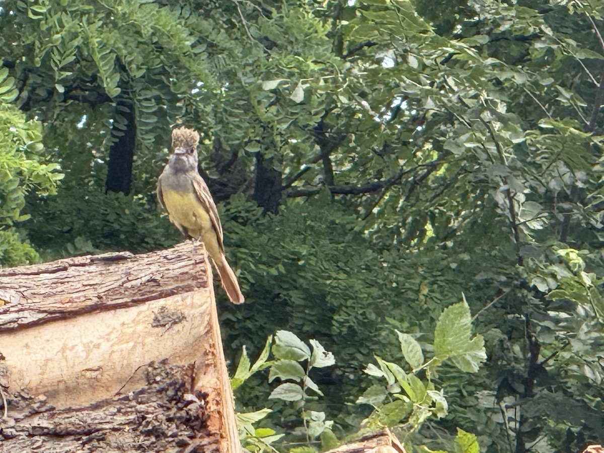Great Crested Flycatcher - ML638274062
