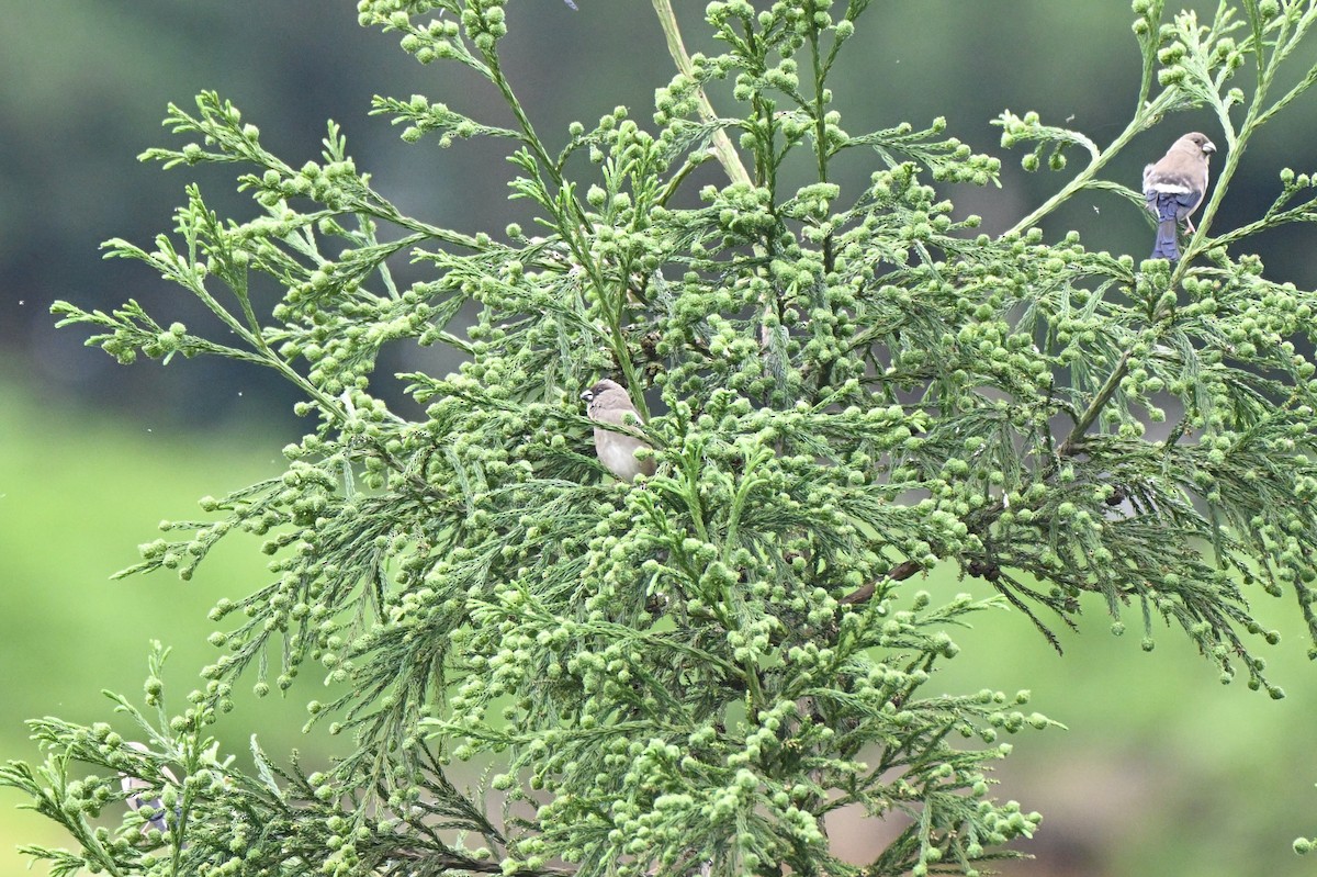 Brown Bullfinch - ML638274063