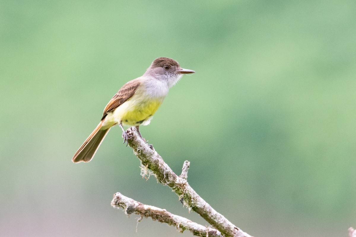 Dusky-capped Flycatcher - ML638274078