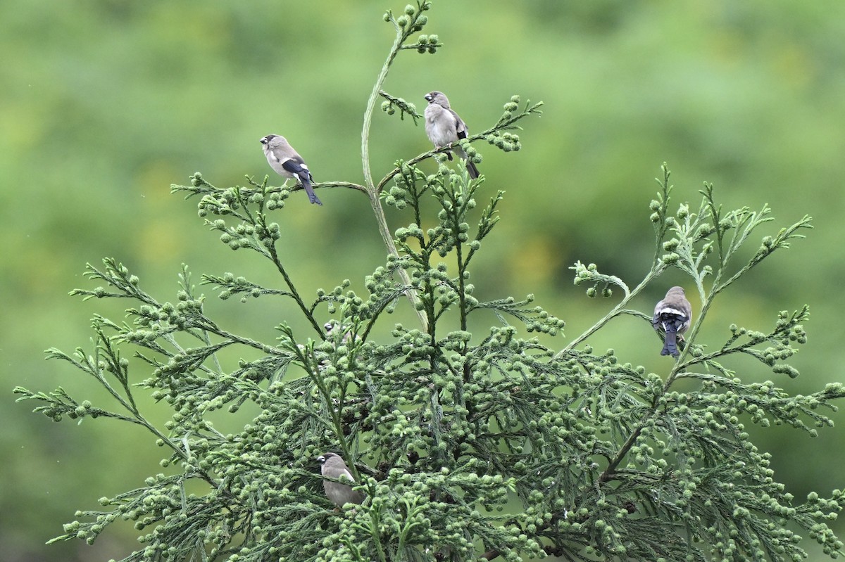 Brown Bullfinch - ML638274085
