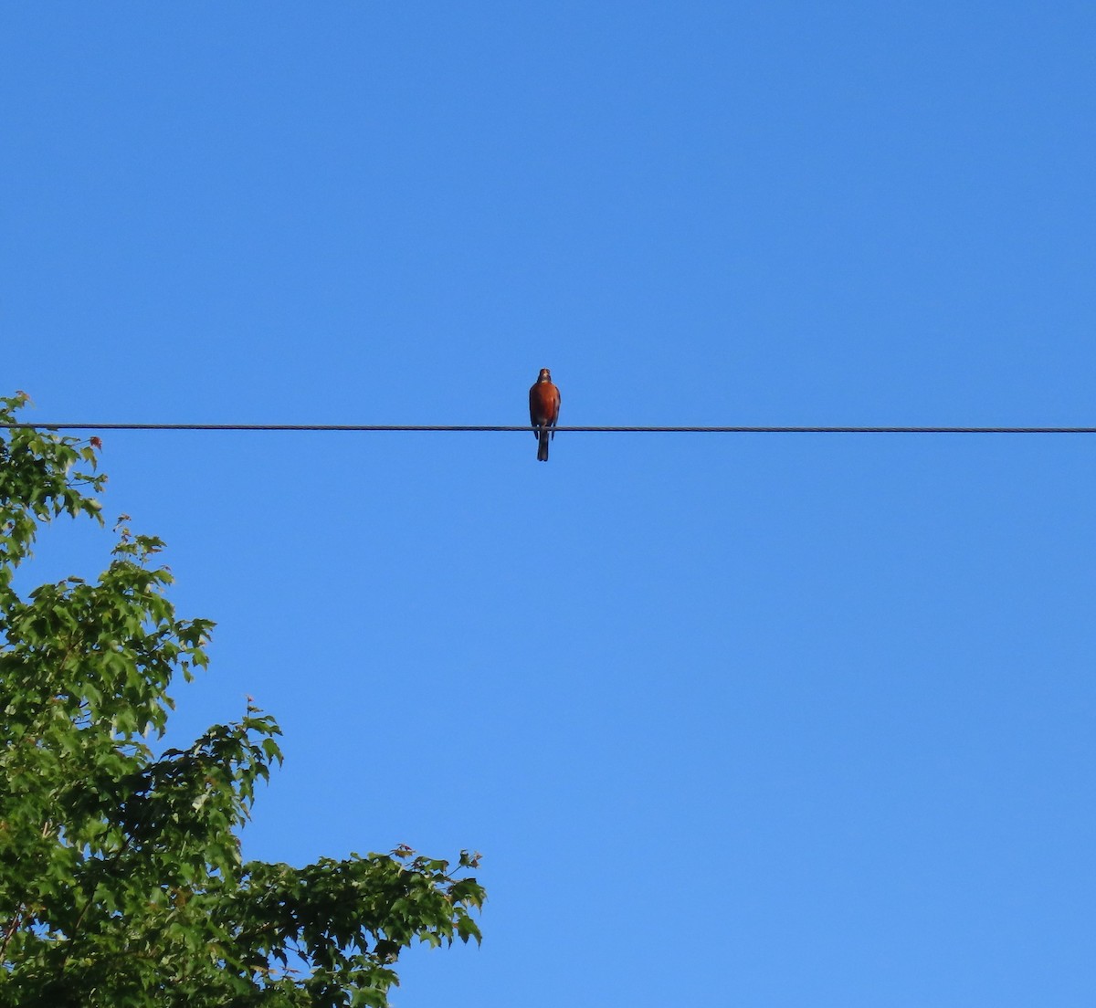 American Robin - ML638274086