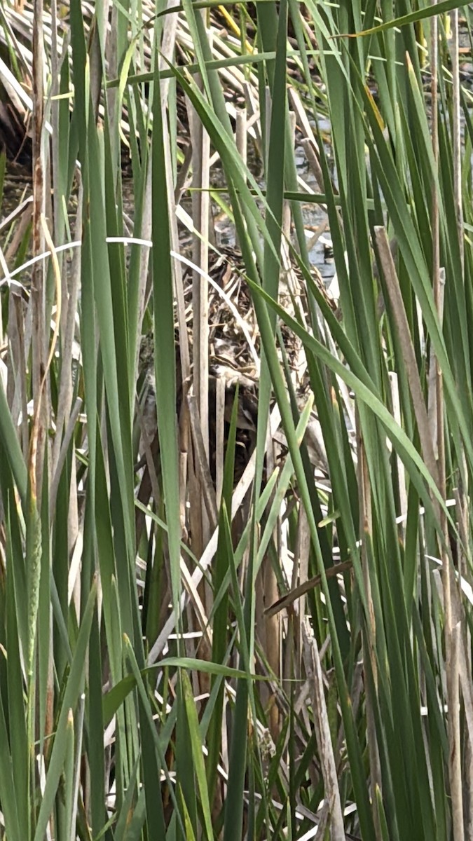 Marsh Wren - ML638274088